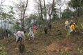 The planting of trees in Hanoi, Vietnam 