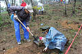 The planting of trees in Hanoi, Vietnam 