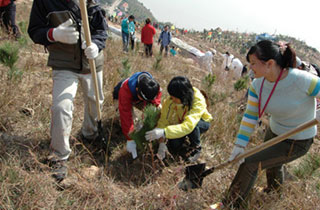 中国 青島市植樹