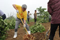 The planting of trees in Suzhou City, China