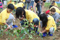 The planting of trees in Suzhou City, China