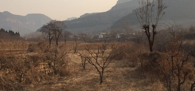 中国 北京市密雲植樹