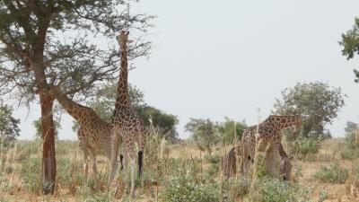 W Biosphere Reserve_ Nigerｸ Ken Reyna.JPG