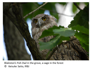 Fig1 Owl