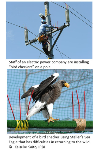 Fig3 Bird checkers