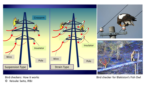 Fig4 Bird checkers