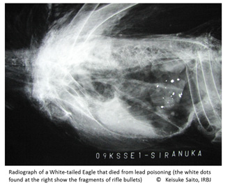 Fig5 Radiograph