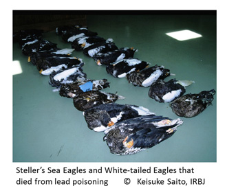 Fig6 Died from lead poisoning