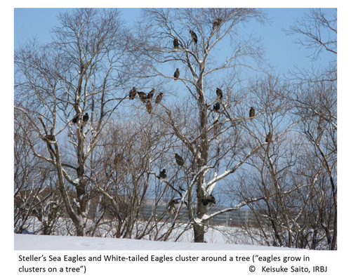 Fig8 Raptors on a tree