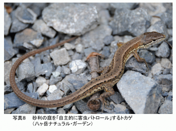 PS PHOTO8 JP.png