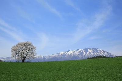 小岩井農場の一本桜.jpg