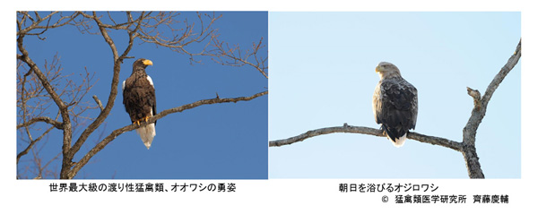 図7 猛禽類