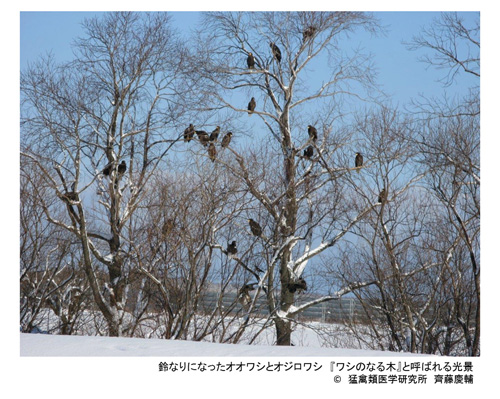 図8 ワシのなる木