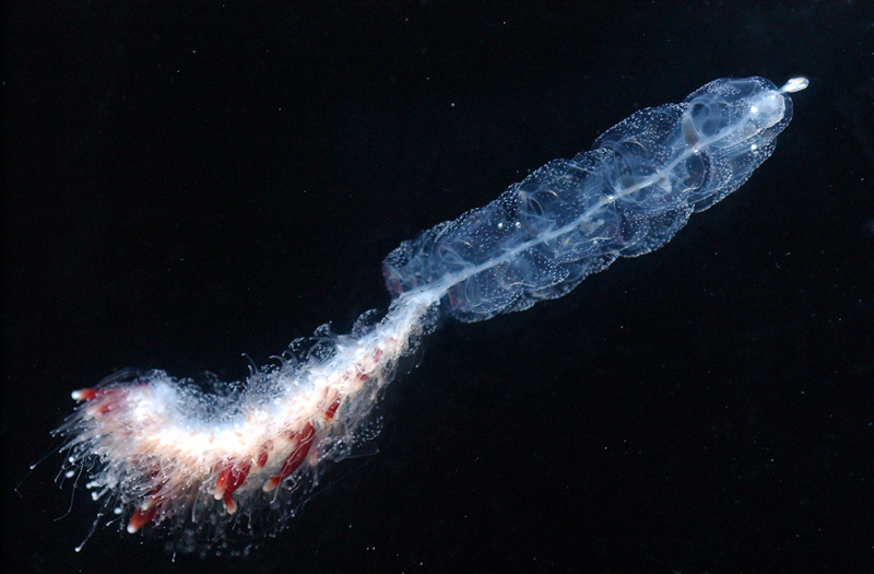 Apolemia-fuzzy.jpg