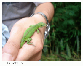 グリーンアノール.png